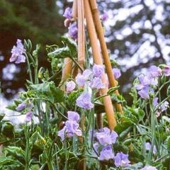 Sweet Pea Blue Celeste - Renee's Garden - Image 2