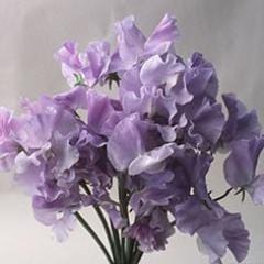 Sweet Pea Blue Celeste - Renee's Garden - Image 3