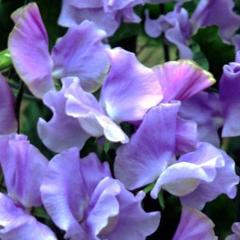 Sweet Pea Blue Celeste - Renee's Garden - Image 4