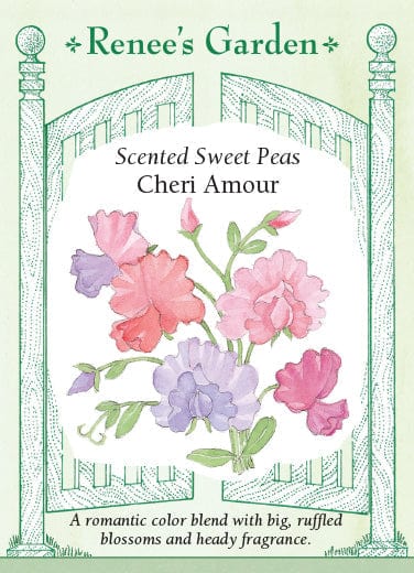 Sweet Pea Cheri Amour - Renee's Garden