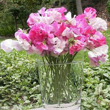 Sweet Pea Cheri Amour - Renee's Garden - Image 2
