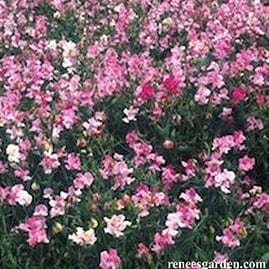 Sweet Pea Cheri Amour - Renee's Garden - Image 3