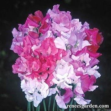 Sweet Pea Cheri Amour - Renee's Garden - Image 4