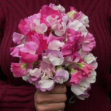 Sweet Pea Cheri Amour - Renee's Garden - Image 5