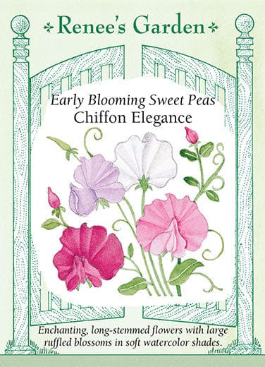 Sweet Pea Chiffon Elegance - Renee's Garden