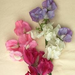 Sweet Pea Chiffon Elegance - Renee's Garden - Image 2