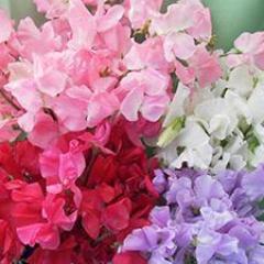 Sweet Pea Chiffon Elegance - Renee's Garden - Image 3