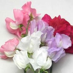 Sweet Pea Chiffon Elegance - Renee's Garden - Image 4