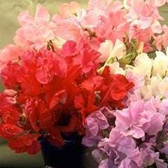 Sweet Pea Chiffon Elegance - Renee's Garden - Image 5
