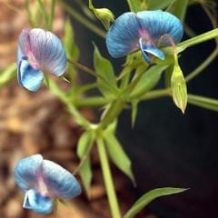 Sweet Pea Electric Blue - Renee's Garden - Image 3
