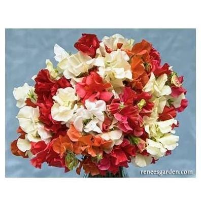 Sweet Pea Fire & Ice - Renee's Garden - Image 2