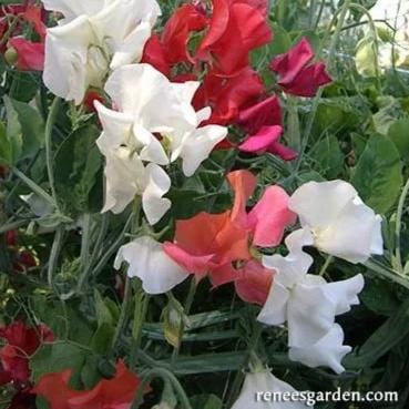 Sweet Pea Fire & Ice - Renee's Garden - Image 3