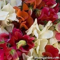Sweet Pea Fire & Ice - Renee's Garden - Image 4