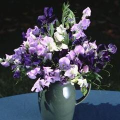 Sweet Pea Jewels of Albion - Renee's Garden - Image 3