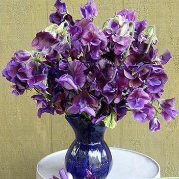 Sweet Pea North Shore - Renee's Garden - Image 2
