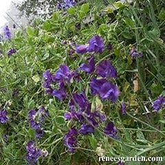 Sweet Pea North Shore - Renee's Garden - Image 3