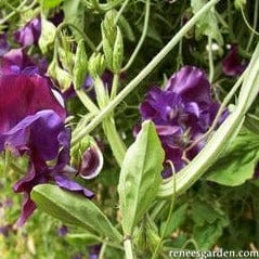 Sweet Pea North Shore - Renee's Garden - Image 4