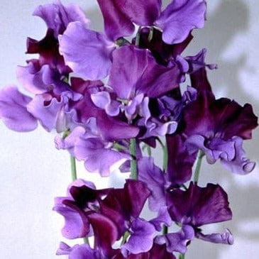 Sweet Pea North Shore - Renee's Garden - Image 5