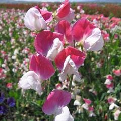 Sweet Pea Heirloom Painted Lady - Renee's Garden - Image 2