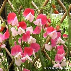 Sweet Pea Heirloom Painted Lady - Renee's Garden - Image 3