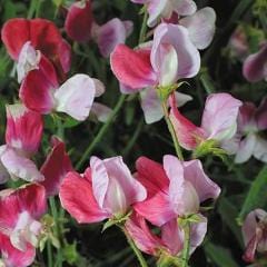 Sweet Pea Heirloom Painted Lady - Renee's Garden - Image 4