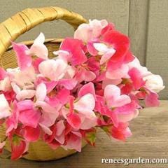 Sweet Pea Heirloom Painted Lady - Renee's Garden - Image 5
