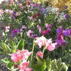 Sweet Pea Color Palette Cupid - Renee's Garden - Image 3