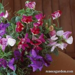 Sweet Pea Color Palette Cupid - Renee's Garden - Image 4
