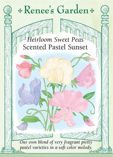 Sweet Pea Scented Pastel Sunset - Renee's Garden