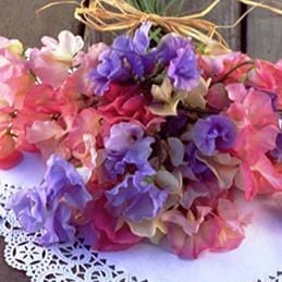 Sweet Pea Scented Pastel Sunset - Renee's Garden - Image 2