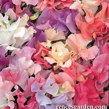Sweet Pea Scented Pastel Sunset - Renee's Garden - Image 3