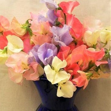 Sweet Pea Scented Pastel Sunset - Renee's Garden - Image 4