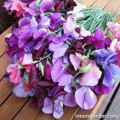 Sweet Pea Perfume Delight - Renee's Garden - Image 2