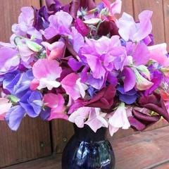 Sweet Pea Perfume Delight - Renee's Garden - Image 3