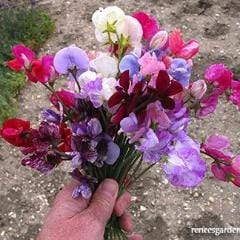 Sweet Pea Perfume Delight - Renee's Garden - Image 4