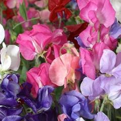Sweet Pea Perfume Delight - Renee's Garden - Image 5