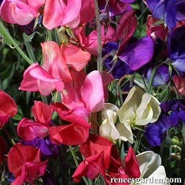 Sweet Pea Queen of Night - Renee's Garden - Image 2