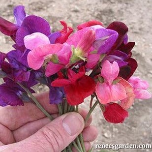 Sweet Pea Queen of Night - Renee's Garden - Image 3