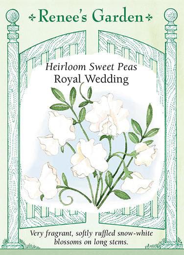 Sweet Pea Royal Wedding - Renee's Garden