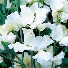 Sweet Pea Royal Wedding - Renee's Garden - Image 2