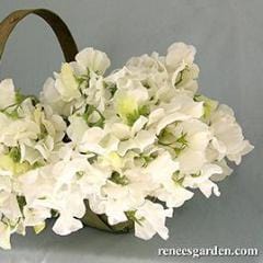 Sweet Pea Royal Wedding - Renee's Garden - Image 3
