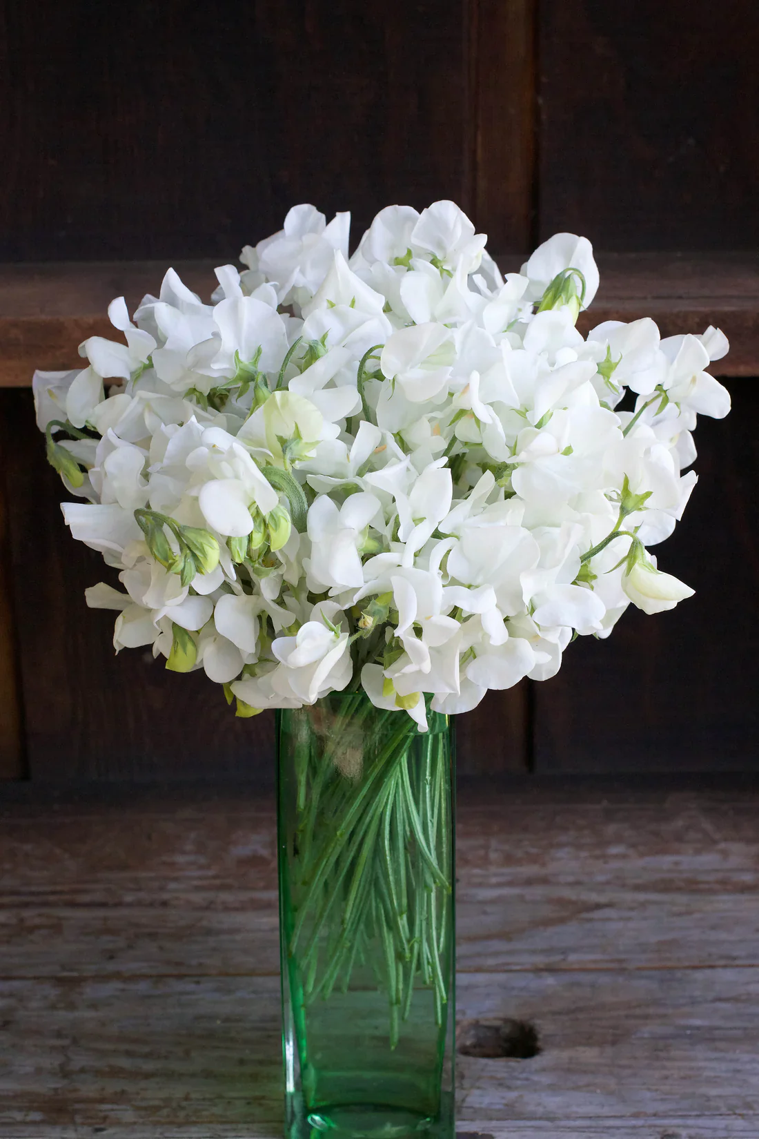 Sweet Pea Royal Wedding - Renee's Garden - Image 4