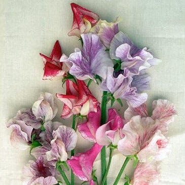 Sweet Pea Saltwater Taffy Swirls - Renee's Garden - Image 3