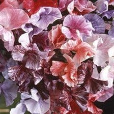 Sweet Pea Saltwater Taffy Swirls - Renee's Garden - Image 4