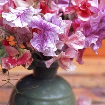 Sweet Pea Saltwater Taffy Swirls - Renee's Garden - Image 5