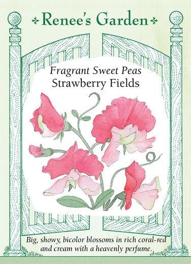 Sweet Pea Strawberry Fields - Renee's Garden