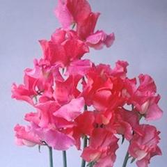 Sweet Pea Strawberry Fields - Renee's Garden - Image 2