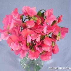 Sweet Pea Strawberry Fields - Renee's Garden - Image 3