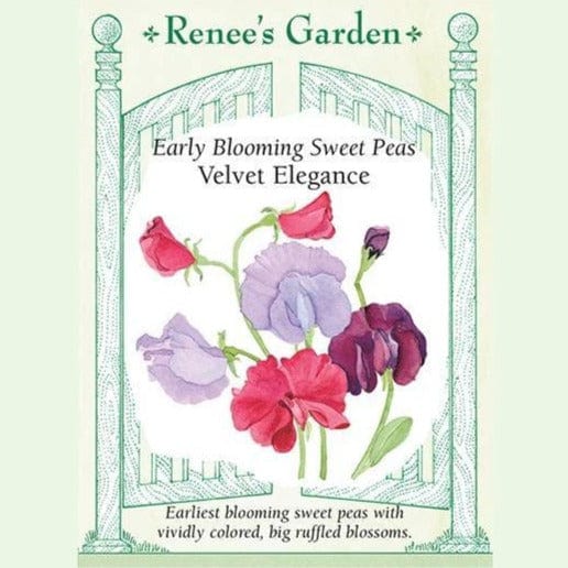 Sweet Pea Velvet Elegance - Renee's Garden