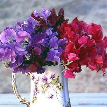 Sweet Pea Velvet Elegance - Renee's Garden - Image 2